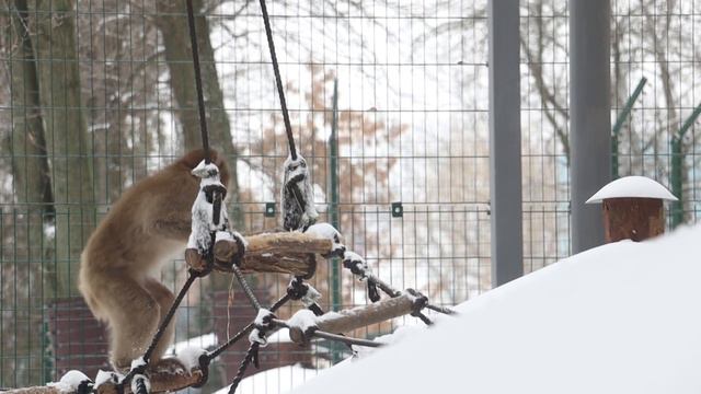 Снігові мавпи смотреть онлайн