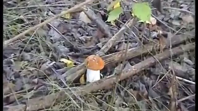 Подосиновики. Подберезовики на каждом шагу. Куприно. смотреть онлайн