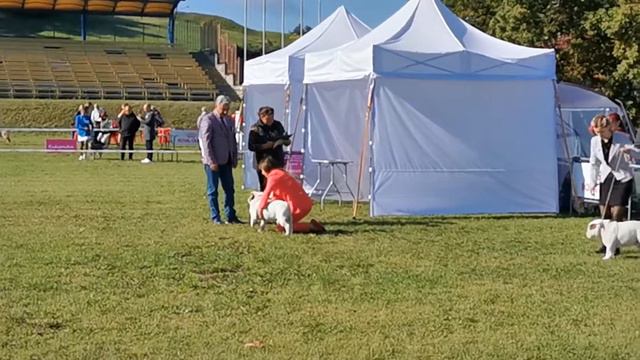 CACIB Минск 5.09.2021 смотреть онлайн