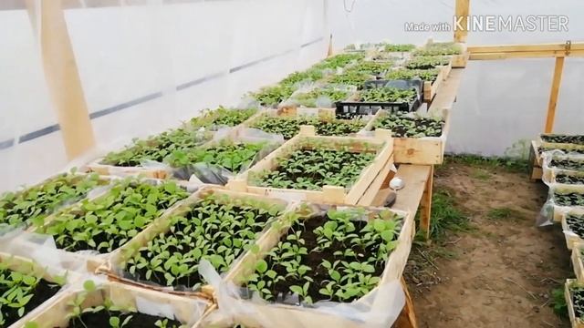 КОРОНАВИРУС КАК ПРОДАТЬ РАССАДУ В КАРАНТИН смотреть онлайн