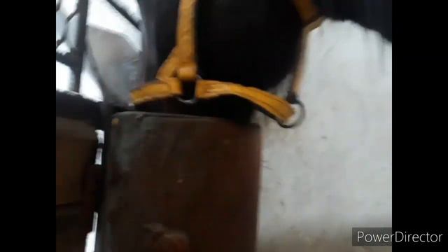 #наши_кони #припас #скачки #приколы С днём 8 марта . смотреть онлайн