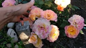 Кустовые розы. Новинки в моем саду.