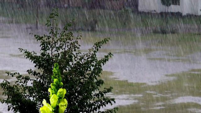🌧️ ☔Rain Sounds for Sleeping & Blooming Yellow Flowers Journey to Heal Your Soul & Brain #RainSound смотреть онлайн