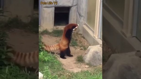 Розовая панда ? pink panda #shorts #pinkpanda #panda #pink #animals #панда #милоевидео #cute