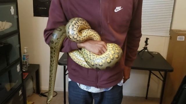 Green Anaconda vs Elijah round 2 смотреть онлайн
