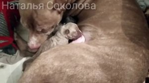 Питбуль/Щенки питбуля/Рождение щенят