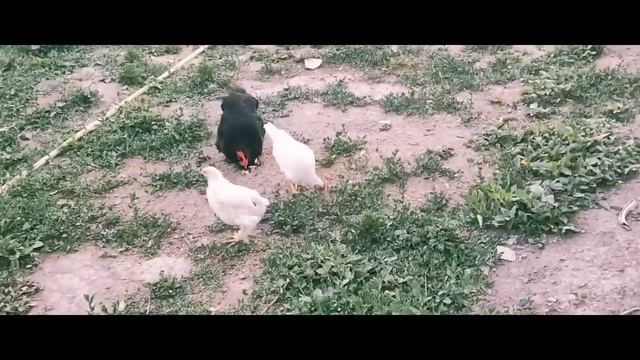 куры орпингтон золото окаймлены чисто породный брама белая колумбийская смотреть онлайн