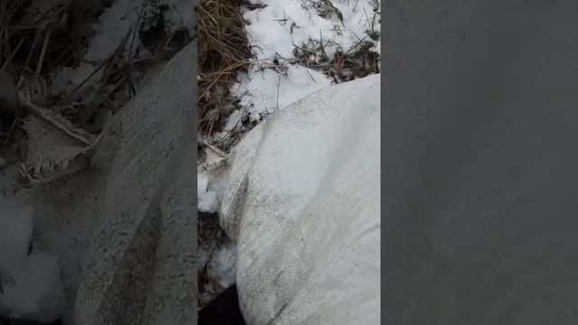 Хризантема корейская и мультифлора, укрытие на зиму смотреть онлайн