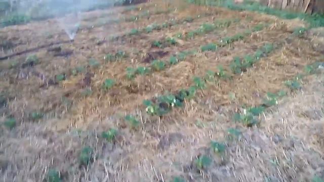Клубника выращивание. Как цветет клубника смотреть онлайн
