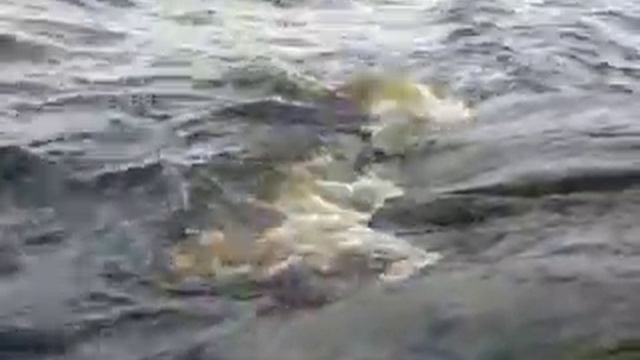 Волны лесного озера смотреть онлайн