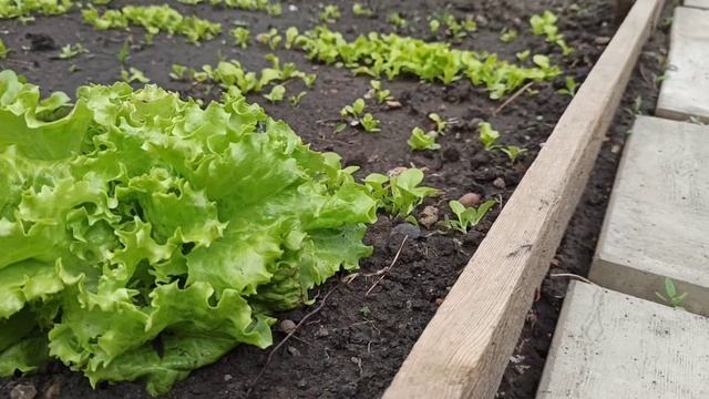 ДЕРЕВЯННЫЕ ГРЯДКИ СВОИМИ РУКАМИ: ПРОСТО И КРАСИВО | MY GARDEN BEDS смотреть онлайн