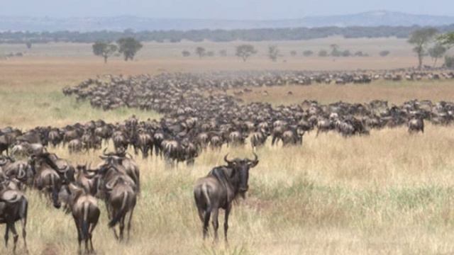 Clowns Of The Savanna