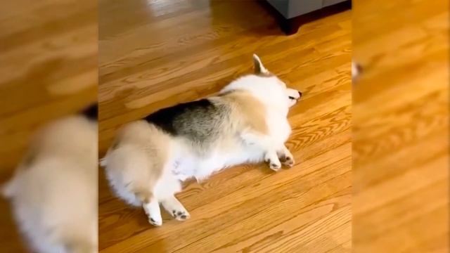 Best Corgi ?? Compilation | Funny Corgi Dogs & Puppies | 2021 Try Not To Laugh | Baby Corgis ✅ смотреть онлайн