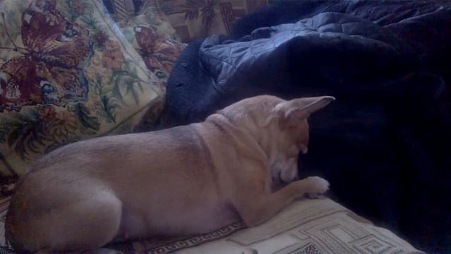 Dog washes like a cat смотреть онлайн