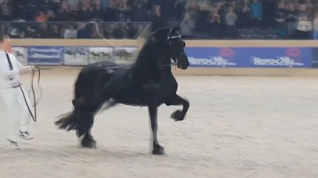 Самые красивые лошади в мире - вороные фризские скакуны (Friesian horses!) смотреть онлайн