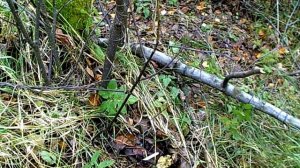 устоновка капкана на енотовидную собаку