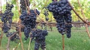 Виноград Брускам