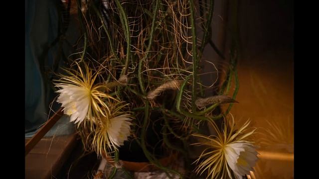 Цветение Selenicereus grandiflorus смотреть онлайн