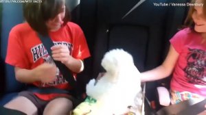 Реакция детей на щенков!!!