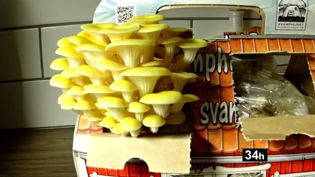 Svamphuset смотреть онлайн