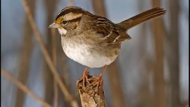 Forest Piano : Dan Gibson - Beauty Abounds смотреть онлайн