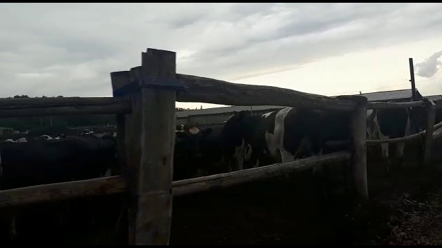 Фермерское хозяйство-черно пестрый скот смотреть онлайн