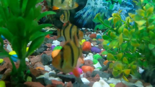 Fish in my aquarium смотреть онлайн