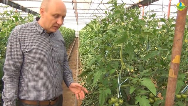 Простые и аминокислотные удобрения для помидоров. Сколько нужно давать? (10-09-2018) смотреть онлайн
