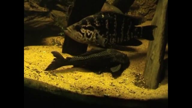 Hypostomus Plecostomus I смотреть онлайн