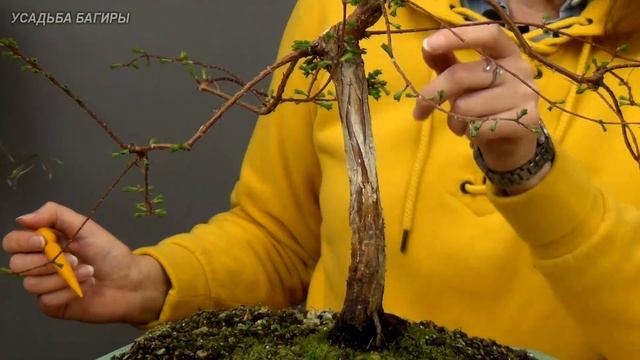 Бонсай из метасеквойи (ч.4). смотреть онлайн