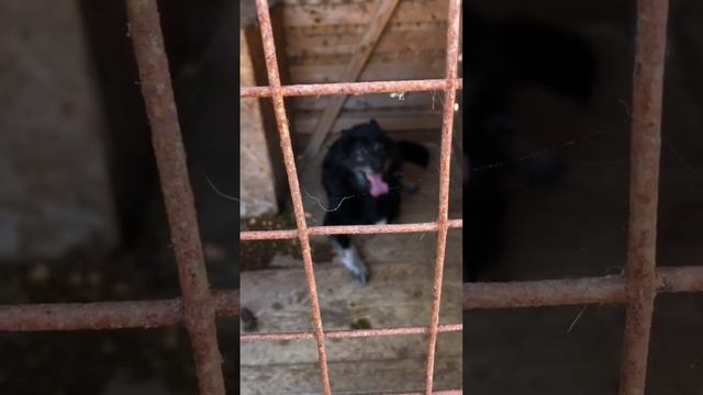 Симпатичная сабачка смотреть онлайн