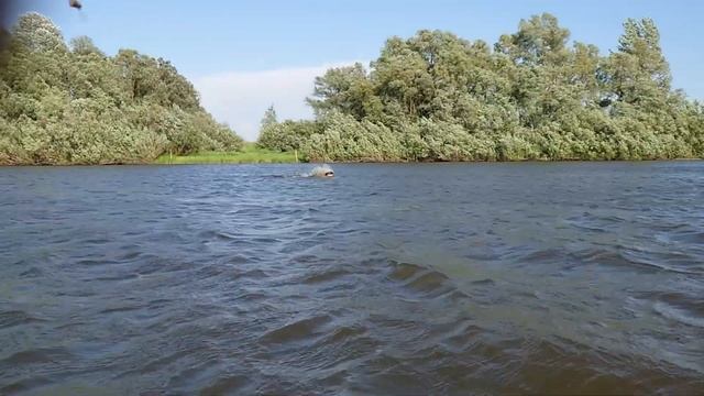 НЕ О РАБОТЕ. РЕКА.  СЁРФИНГ НА ЛОПАТЕ. ВСЕМ ХОРОШЕГО ОТДЫХА. #ANTON_MYGT.mp4