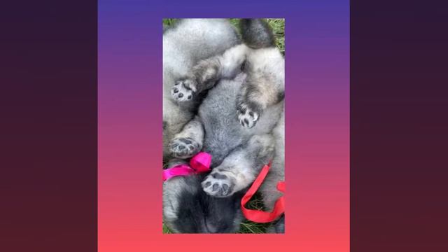 ВЭЛЛ Камирэль для релакса смотреть онлайн