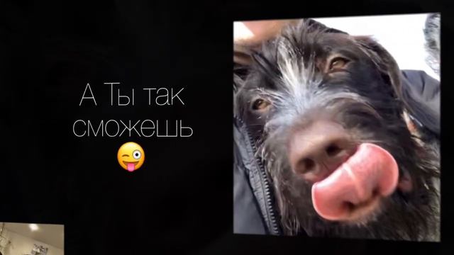 🐾🐾Первые выходы в поля/леса 🐾🐾#дратхаар смотреть онлайн