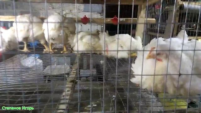 Бройлеры. Забой птицы 49 сутки Взвешивание С первых суток до забоя часть 21 смотреть онлайн