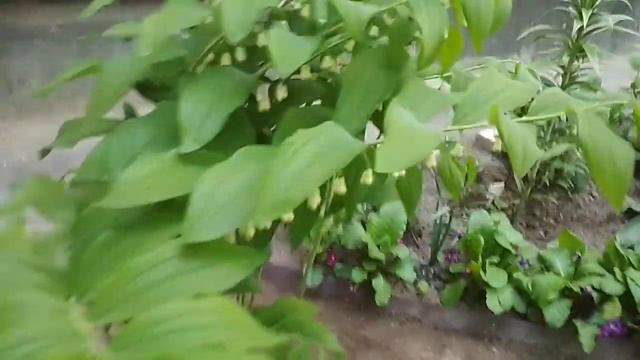 Зацвела Купена! Высокое тенистое неприхотливое растение. 27 мая 2020 смотреть онлайн