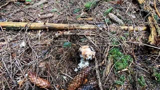 Один день перепочили і знов по Білі Гриби в Карпати смотреть онлайн