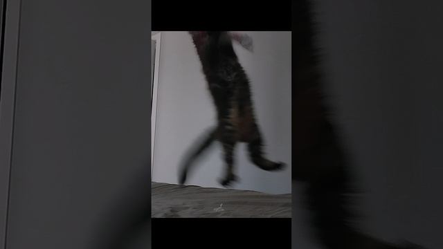 эпичный прыжок || #котёнок #питомец #эдит