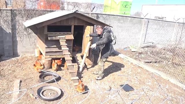 Что делать если куры не несут яйца(шаманский рецепт от Лешего) смотреть онлайн