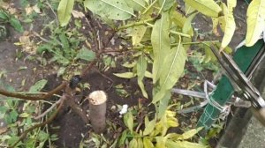 ?Прививка персика, в качестве подвоя - используем миндаль.? Peach grafting