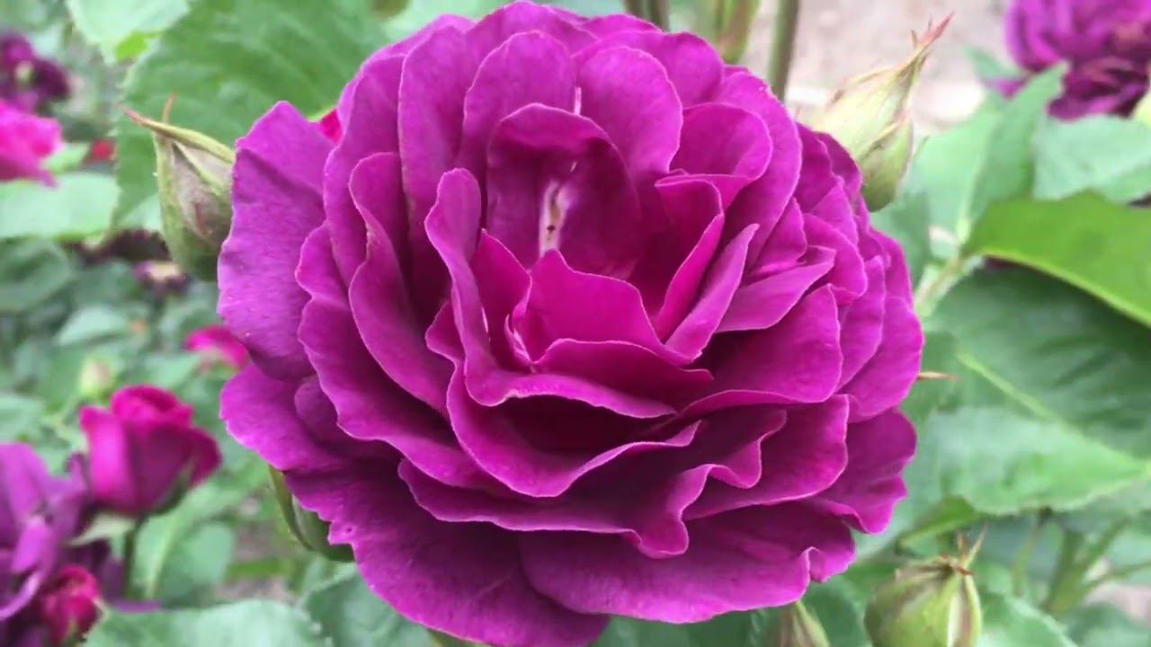 Роза Минерва- Minerva