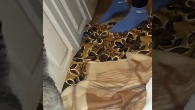 Кот против ножа смотреть онлайн