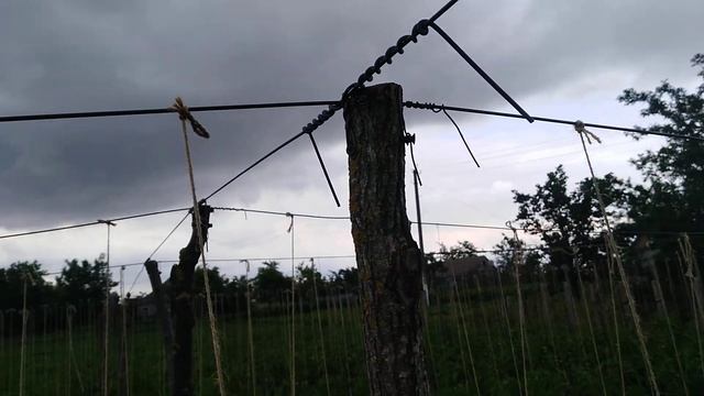 Как подвязать высокорослые томаты в открытом грунте. Самый простой и выгодный вариант смотреть онлайн