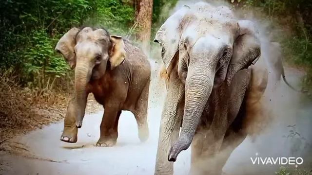 Животные в религии