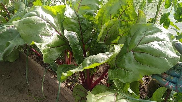 Чем подкормить свеклу, чтобы она была крупная и сладкая смотреть онлайн