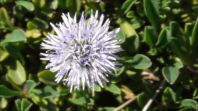 Globularia cordifolia: Heart-leaved Globe Daisy - Herzblättrige Kugelblume смотреть онлайн