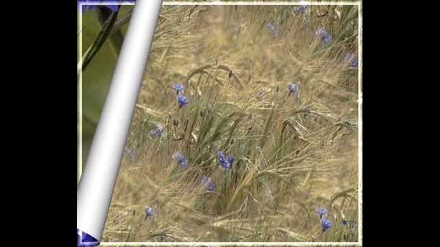 ГЛУБИНКА РОДИНЫ МОЕЙ смотреть онлайн