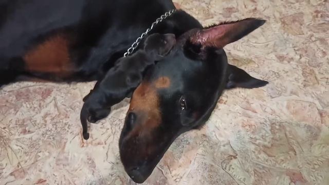 щенки добермана день 2 смотреть онлайн