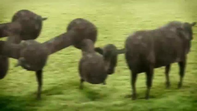 Cows // Cyriak смотреть онлайн