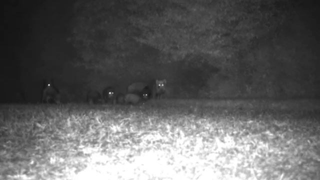 Pulsar FN455 смотреть онлайн